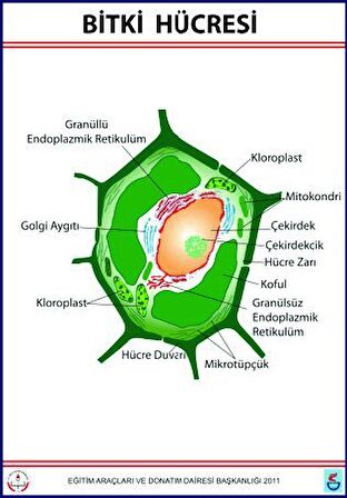 BİTKİ HÜCRESİ LEVHASI (70X100 CM)