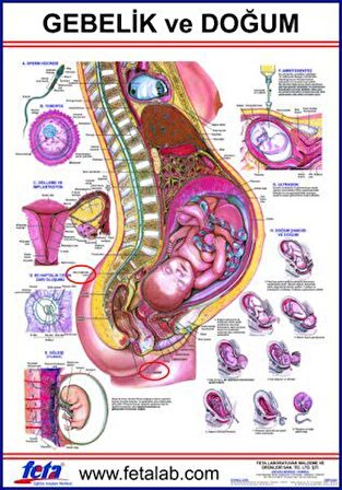 Gebelik Ve Doğum Eğitim Plakası