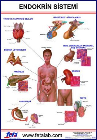 Endokrin Sistem Eğitim Plakası