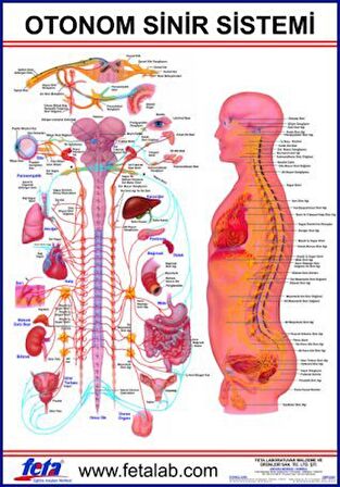 Otonom Sinirlerin İç Organlar Üzerine Etkilerini Gösteren Eğitim Plakası