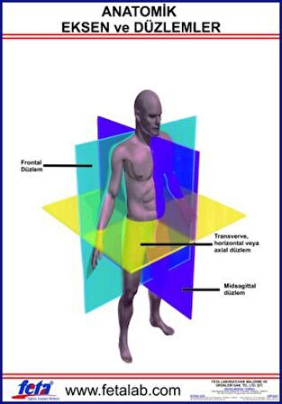 Anatomik Eksen Ve Düzlemleri Gösteren Eğitim Plakası