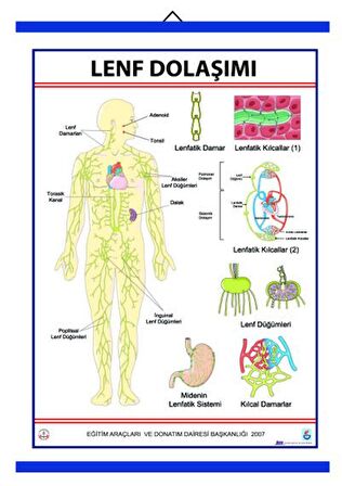 LENF DOLAŞIMI LEVHASI