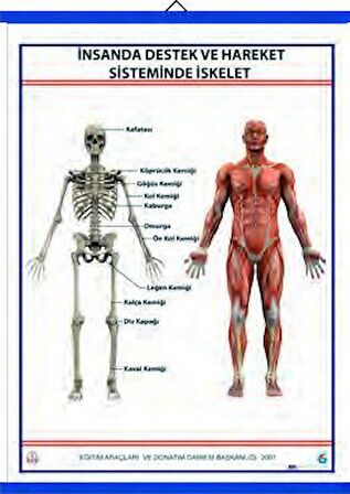 DESTEK VE HAREKET SİSTEMİ (İSKELET) LEVHASI