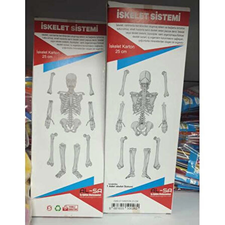 İSKELET SİSTEMİ KARTONDAN 25CM (KARTON KUTUDA)