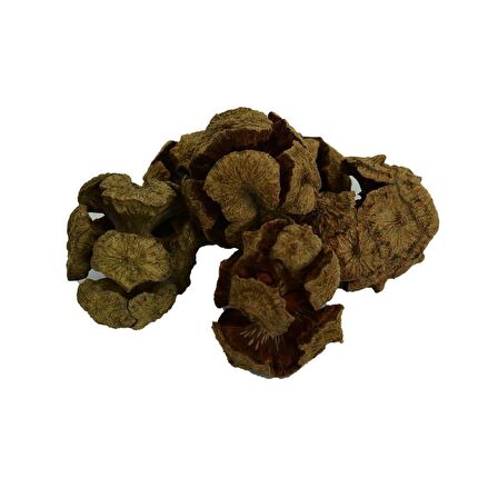 Doğal Selvi Kozalağı Saf Servi Kozalağı Kozalak 100GR Paket