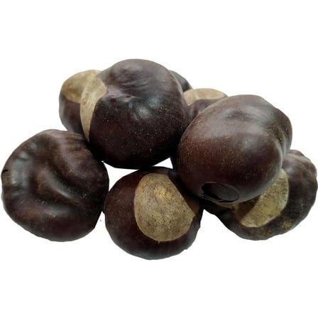 Doğal At Kestanesi Meyvesi 100 Gr Tane Atkestanesi Bitkisi