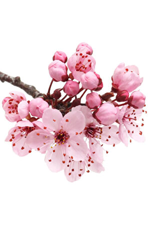 Love Spell Noir Vücut Spreyi 250 Ml