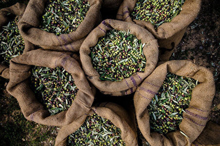 Zeytin Toplama Çuvalı 50 kg Kapasiteli