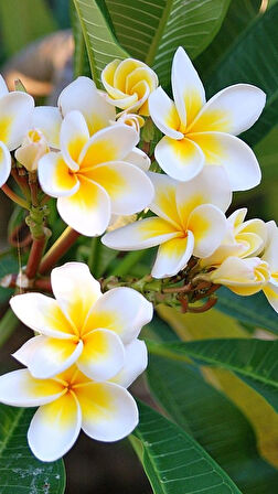 Saksıda Amerikan Fulu (Plumeria Alba) Ağacı Fidanı