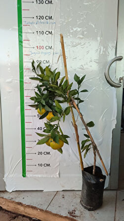 Mandalina Fidanı Satsuma (Rize) Citrus unshiu, +120 cm, 3 - 4 Yaş, tüplü