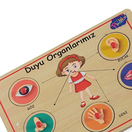 PlayWood Ahşap Tutmalı Eğitici Yapboz Duyu Organları