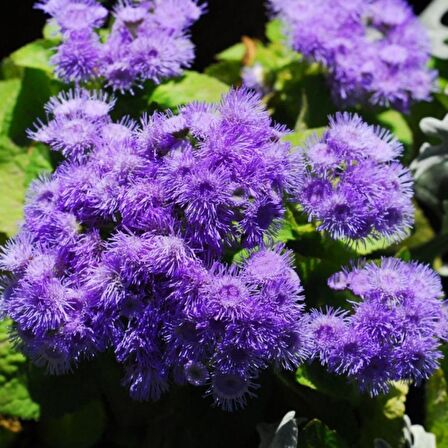 Ageratum Mexicanum Mavi Vapur Dumanı Çiçeği Tohumu (100 tohum)