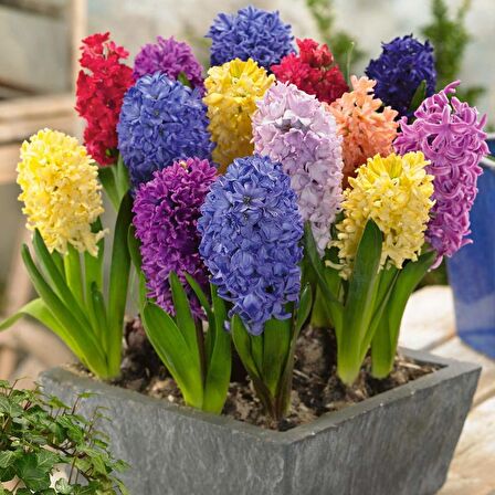 Hyacinthus Karışık Sümbül Soğanı (10 adet)