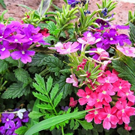 Karışık Renkli Yer Minesi (Verbena) Çiçeği Tohumu (20 tohum)