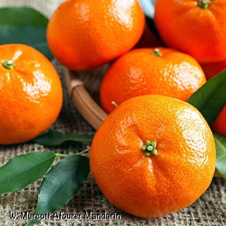 Tüplü Aşılı Aromatik Kokulu Verimli W.Murcot Mandalina Fidanı