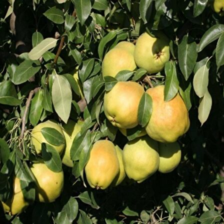 Tüplü Aşılı Geçci Çok İri Meyveli Yarı Bodur Deveci Armut Fidanı