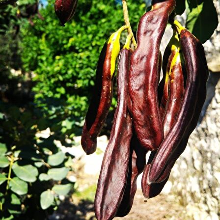 Tüplü Aşılı Keçi Boynuzu (Harnup) Fidanı