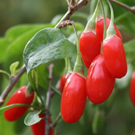 Tüplü Goji Berry (Kurt Üzümü) Fidanı (10 Adet)