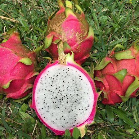 Tüplü Nadir Bulunan Beyaz Renkli Pitaya (Ejder Meyvesi) Fidanı