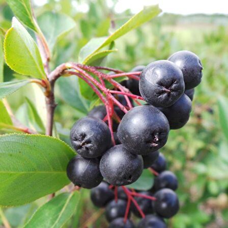 Tüplü Siyah Aronya (Black Aronia) Chokoberry Fidanı