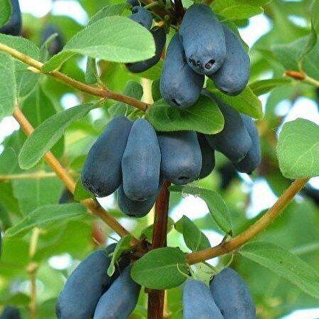 Şekercim Tüplü Honeyberry Bal Yemişi Fidanı