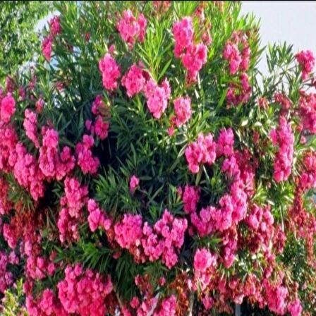 Tüplü Pembe Katmerli Çiçekli Zakkum Fidanı (150-200 cm)
