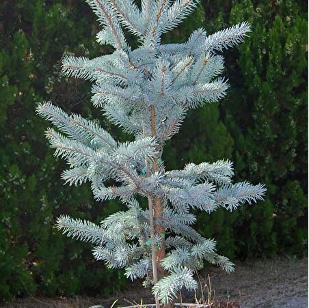 Picea Glauca Beyaz Ladin Tohumu (10 Tohum)
