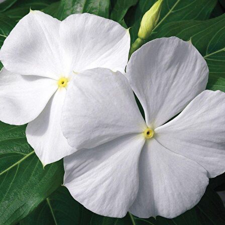 Vinca Cora Major White Cezayir Menekşesi Çiçeği Fidesi (3 adet)