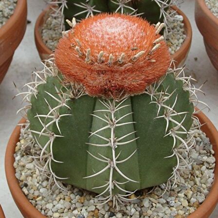 Melocactus Matanzanus Geniş Şapkalı Kafalı Kaktüs Tohumu (20 tohum)