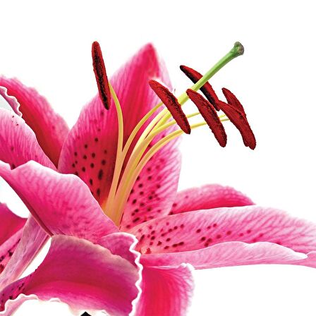 Organic Colour Systems Organic Revamp Kinoa Proteinli Onarıcı ve Koruyucu Acil Bakım 1000 ml