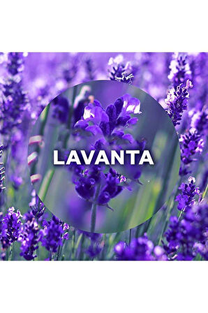 Air Wick Elektrikli Oda Kokusu Yedek Şişe Lavanta - Esansiyel Yağlar Içerir x 6