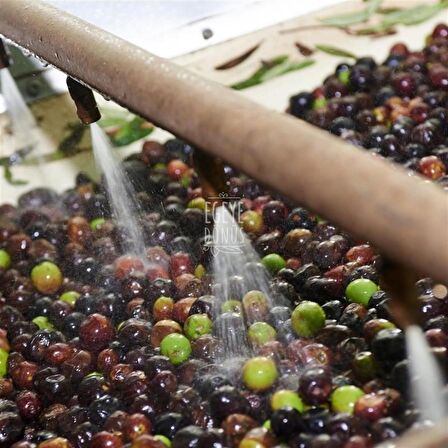 Natürel Sızma Zeytinyağı Teneke (Yeni Sezon) - 5 Litre