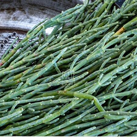 Deniz Börülcesi Konserve-(Meze ve Salata İçin Yemeğe Hazır Deniz Yosunu Ege Otları Kavanoz)-380 Gr.