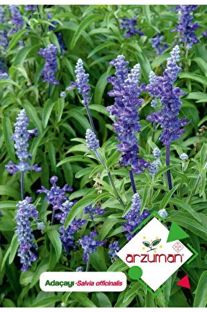 50 Adet Adaçayı (Salvia Officinalis) Çiçek Tohumu 