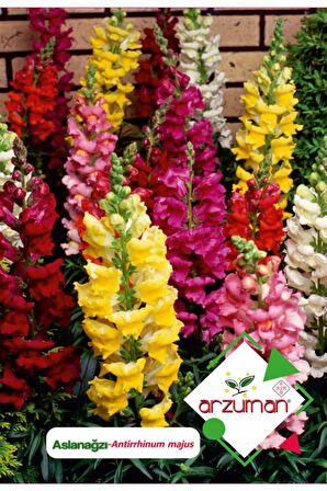 100 Adet Aslanağzı (Antirrhinum Majus) Çiçek Tohumu 