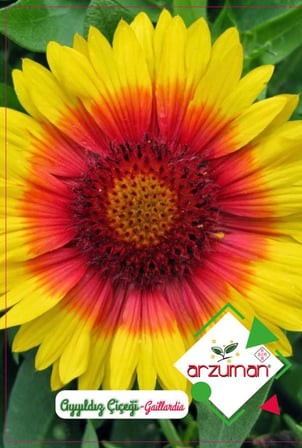 50 Adet Ayyıldız (Gaillardia) Çiçek Tohumu 