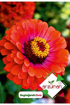 30 Adet Beybeğendi (Zinnia) Çiçek Tohumu 