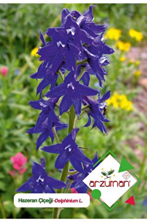 30 Adet Hazeran (Delphinium L.) Çiçek Tohumu 