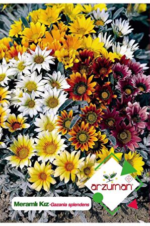 20 Adet Meramlı Kız (Gazania Splendens) Çiçek Tohumu 