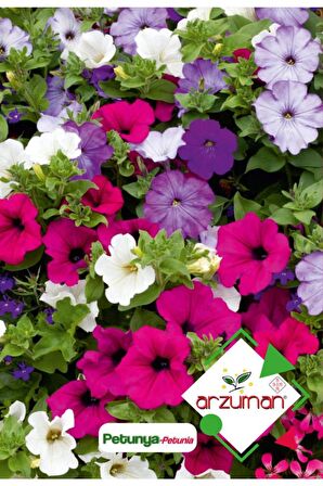 100 Adet Petunya (Petunia) Çiçek Tohumu 