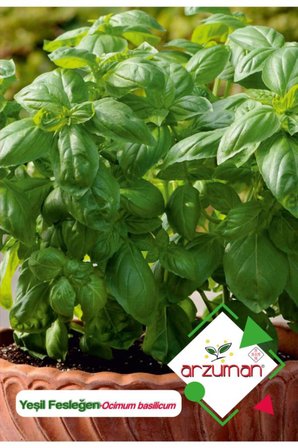 100 Adet Yeşil Fesleğen - Yeşil Reyhan (Ocimum Basilicum) Çiçek Tohumu 