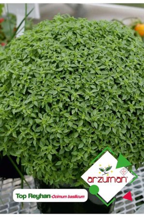 100 Adet Top Fesleğen - Top Reyhan (Ocimum Basilicum) Çiçek Tohumu 