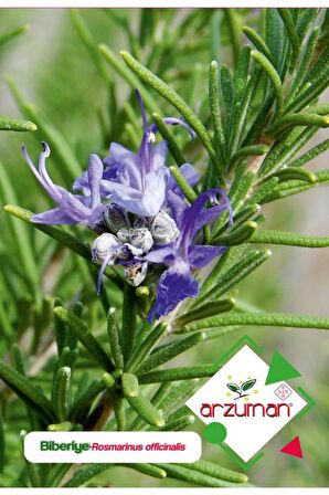 100 Adet Biberiye (Rosmarinus Officinalis) Çiçek Tohumu 