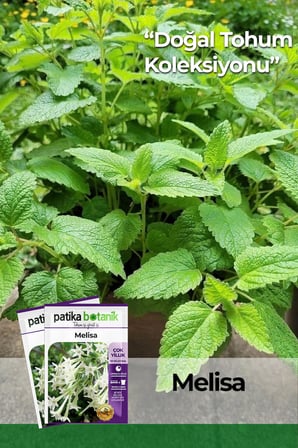 50 Adet Melisa/Limon Oğulotu Tohumu (Melissa Officinalis - Lemon Balm)