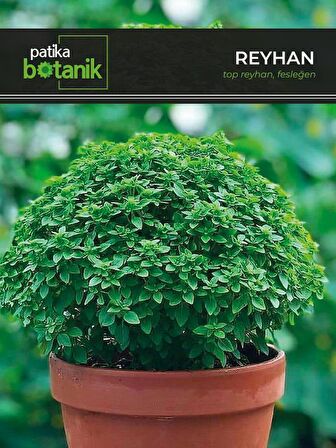 100 Adet Top Fesleğen - Top Reyhan (Ocimum Basilicum) Çiçek Tohumu 