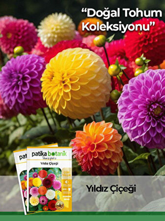30 Adet Yıldız (dahlia) Çiçek Tohumu 