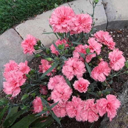 Karanfil (dianthus Caryophyllus) Çiçek Tohumu 100 Adet