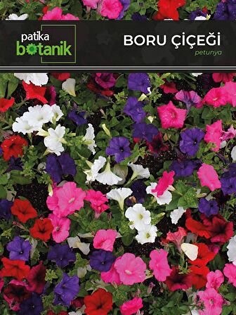 100 Adet Boru (Petunya) (Petunia) Çiçek Tohumu