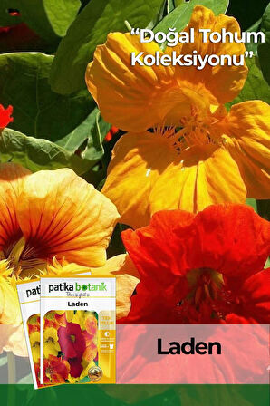 6 Adet Laden (Tropaeolum Majus) Çiçek Tohumu