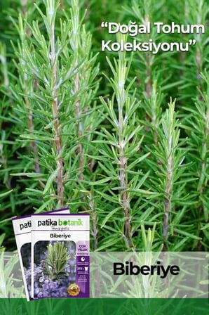 50 Adet Biberiye Tohumu (Rosmarinus Officinalis L.)